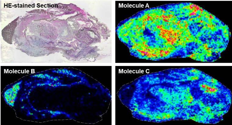 MALDI Imagingを用いた骨格筋組織及び細胞中の代謝物の局在解析